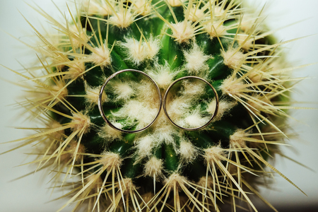 stylish wedding rings on beautiful fresh green cactus, love conceptの写真素材
