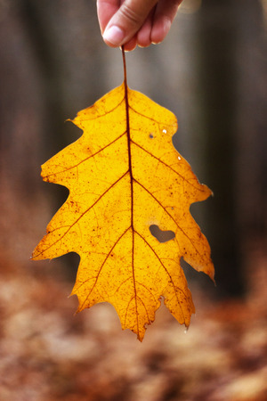beautiful yellow autumn leaf with heart shaped tear hanging in the hand on the background of autumn sunny forestの写真素材