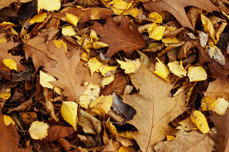 amazing beautiful yellow and brown autumn leaves on the ground, autumn background wallpaper