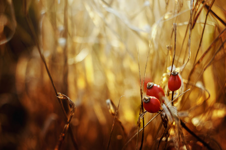 beautiful natural fresh red berries of dog-rose on a branch and herbs on the background of sunny autumn forestの写真素材