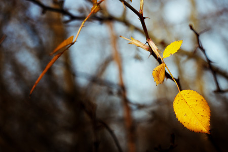 amazing beautiful yellow autumn leaves in the sunshine on the background of a forestの写真素材