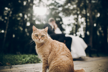 cute red homeless cat looking forward and bride and groom kissing on background in park. kitten in sunlight posing. funny momentの写真素材