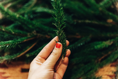 hand holding green fir branch with needles. decorating christmas tree in room. home preparation. rustic conceptの写真素材