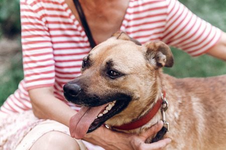 Happy dog portait, woman hugging cute mongrel dog outdoors, big eyed puppy posing with tongue out, animal adoption conceptの写真素材