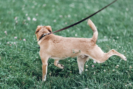 Little brown dog playing in the grass outdoors, cute puppy going to the bathroom in the park, dog hygiene conceptの写真素材