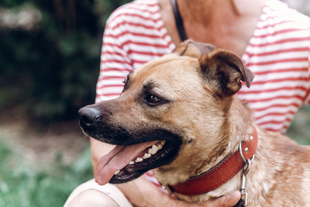 Happy dog portait, woman hugging cute mongrel dog outdoors, big eyed puppy posing with tongue out,...