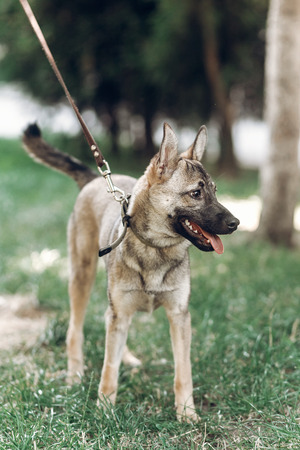 Adorable big eye brown dog on a walk with his owner, cute mongrel dog enjoying nature outdoors, animal shelter conceptの写真素材