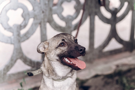 Smiling dog face close-up, adorable grey dog relaxing with his tongue out while on a walk outdoors, animal shelter conceptの写真素材