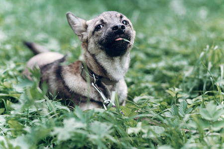 Adorable little dog eating grass outdoors, cute grey puppy portait lying in the grass in the park,...