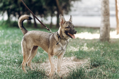 Adorable big eye brown dog on a walk with his owner, cute mongrel dog enjoying nature outdoors,...