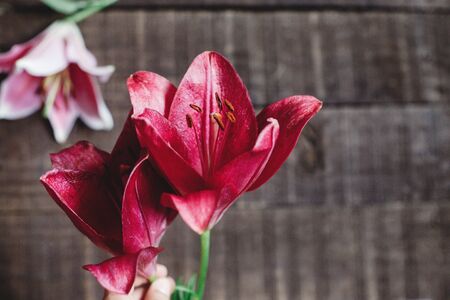 red lily flower on rustic wooden background. gorgeous bloom on rustic wood backdrop. space for text....