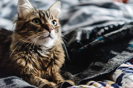 beautiful cute cat lying on stylish bed with interesting expressions on background of roomの写真素材