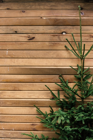 fresh green christmas tree branches on wooden planks, natural wood background conceptの写真素材
