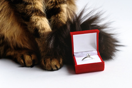 cute cat looking with interest at stylish wedding ring in red box on white background, valentine's day conceptの写真素材