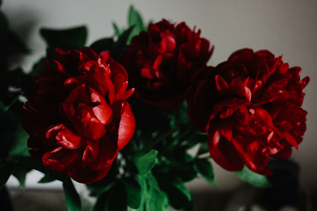 big beautiful red peonies flowers on old table in rustic indoorsの写真素材