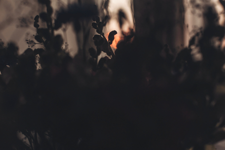 flowers silhouette in sunset light. wildflowers in sunlight in country house in evening room. beautiful bloom picture, atmospheric momentの写真素材