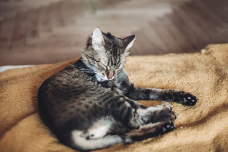 beautiful cat licking his paw on stylish yellow blanket with funny emotions in rustic room. cute tabby grooming and washing itself, cleaning fur. space for textの写真素材