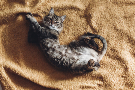 beautiful cat lying on stylish yellow blanket and looking up with adorable emotions in rustic room, top view. cute tabby resting and stretching. space for text. comfortable place, sweet momentの写真素材