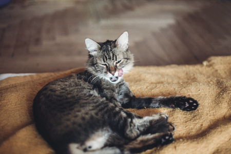 funny cat licking up itself with tongue on stylish yellow blanket with funny emotions in rustic room. cute tabby grooming and cleaning fur. space for text. grooming conceptの写真素材