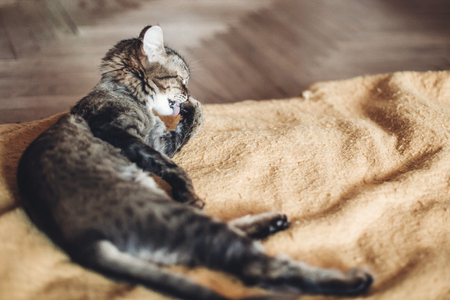 beautiful cat licking his paw on stylish yellow blanket with funny emotions in rustic room. cute...