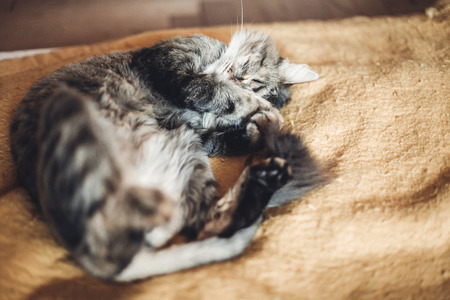 beautiful cat sleeping on stylish yellow blanket with adorable emotions in rustic room. cute tabby resting. space for text. comfortable place, sweet momentの写真素材