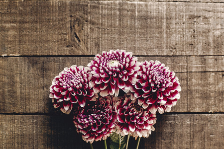 beautiful dahlias on rustic wooden background flat lay. purple autumn flowers top view, seasonal greetings. floral greeting card with space for text.の写真素材