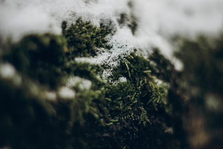 green moss on tree under snow. plants close up in snowy winter park. space for textの写真素材
