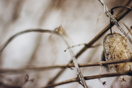 dried plants. brown dried herbs close up in snowy winter park. space for textの写真素材