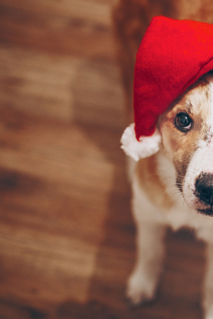 merry christmas and happy new year concept. cute dog in santa hat. space for text. cute brown dog in red hat sitting in stylish room with adorable look. happy holidaysの写真素材