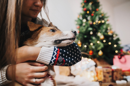 stylish hipster girl in sweater hugging cute brown dog at christmas tree with lights. space for text. family moments. merry christmas and happy new year concept. happy holidaysの写真素材