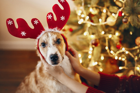 merry christmas and happy new year concept. cute dog in reindeer hat sitting at christmas tree. funny moment. space for text. seasonal greetings, happy holidays. xmasの写真素材