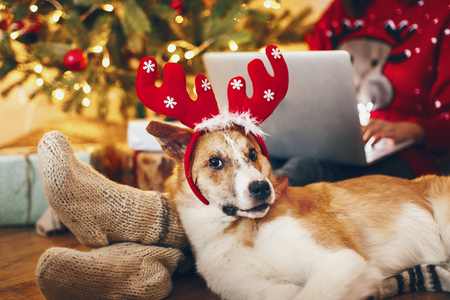 cute puppy in reindeer hat sitting at owner legs in socks at beautiful chrismas tree with lights and presents. seasonal greetings, happy holidays. merry christmas and happy new year conceptの写真素材