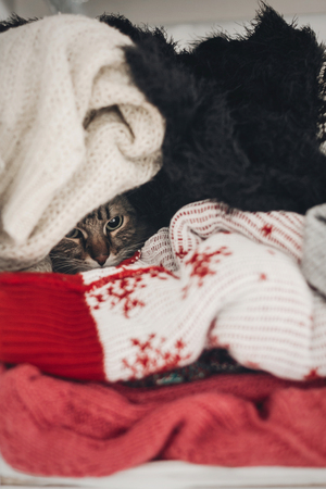 cute funny tabby cat hiding in sweaters, space for text. kitty maine coon with adorable eyes in pile of clothes in warm home. playful fun momentsの写真素材