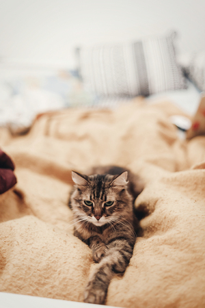 cute cat resting on yellow bed in stylish room, space for text. kitty maine coon with funny eyes lying on blanket, angry emotions, in warm home. playful funny momentsの写真素材