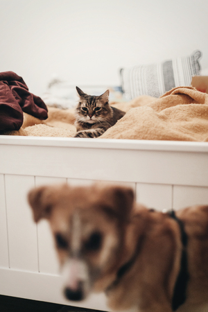 cute cat resting on yellow bed in stylish room with dog, space for text. kitty maine coon with funny eyes lying on blanket,  and golden puppy, in warm home. playful funny momentsの写真素材