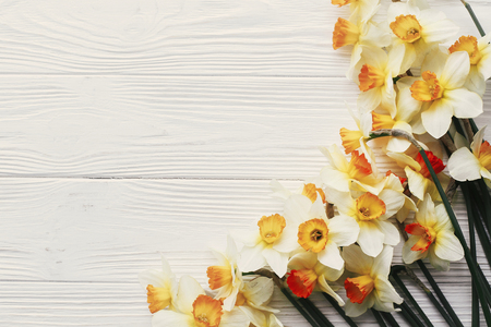 beautiful daffodils border on white wooden rustic background top view. space for text. bright spring flat lay. hello spring and happy mothers day. greeting card mock-upの写真素材