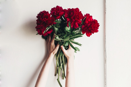 hands holding beautiful red peonies bouquet on rustic white background.