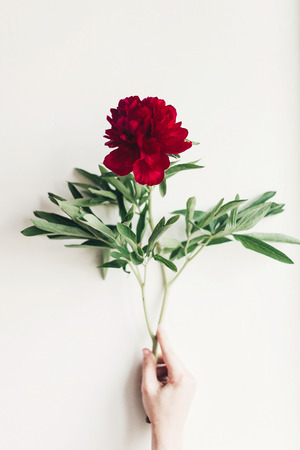 hand holding beautiful red peony on rustic white background.の写真素材