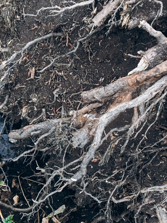 dry roots with dark ground in spring park, environmental concept