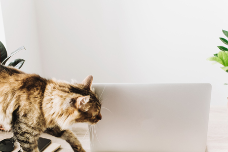 cute cat and laptop on wooden desktop with phone, notebook, coffee cup and plant in stylish modern room.の写真素材