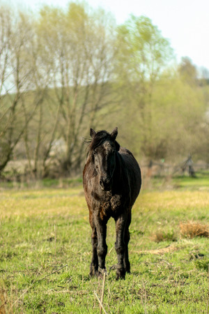 beautiful luxury black horse walking and grazing in a field, summer in country sideの写真素材