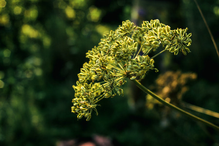 beautiful flower plant in grassland in sunshine, summer nature meadowの素材 [FY31099111941]