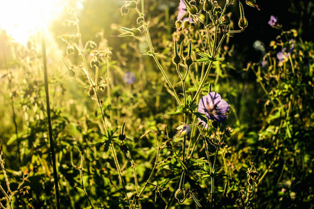 beautiful flower plant in grassland in sunshine, summer nature meadowの写真素材