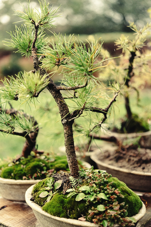 beautiful little trees bonsai variety on the yard, market and gardenの写真素材