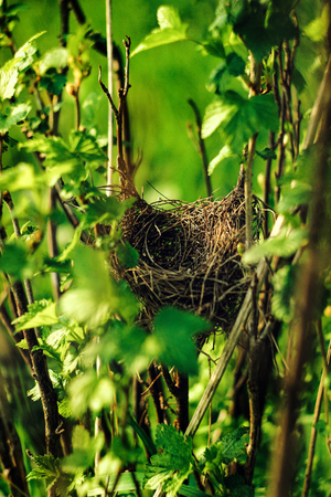 empty nest  bird  of branches and  twigs in green fresh bush, spring in gardenの写真素材