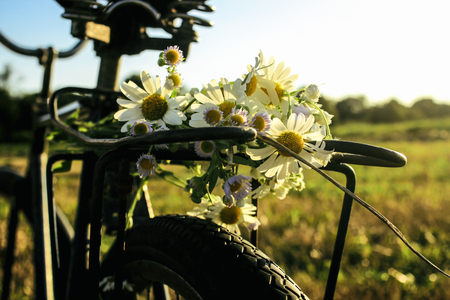 daisies on bicycle seat and wheel in sunshine, summer sunset field, rustic conceptの写真素材
