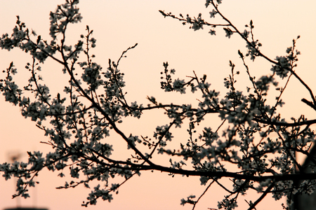 beautiful amazing bloom on cherry branch at sunset sky, spring timeの写真素材