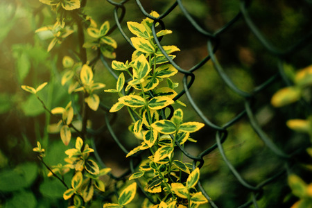 beautiful colorful leaves on metal fence in sunlight in botanical garden
