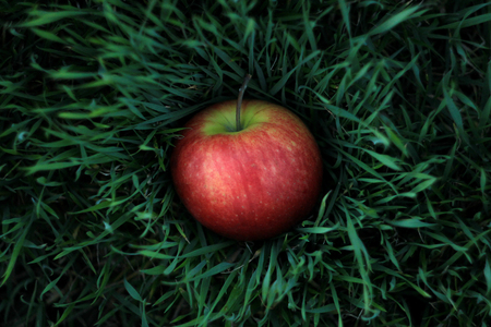 fresh red apple fruit on green grass in the garden, healthy and eco conceptの写真素材