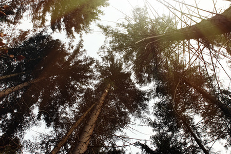 beautiful sunny forest with pine trees in the spring mountains